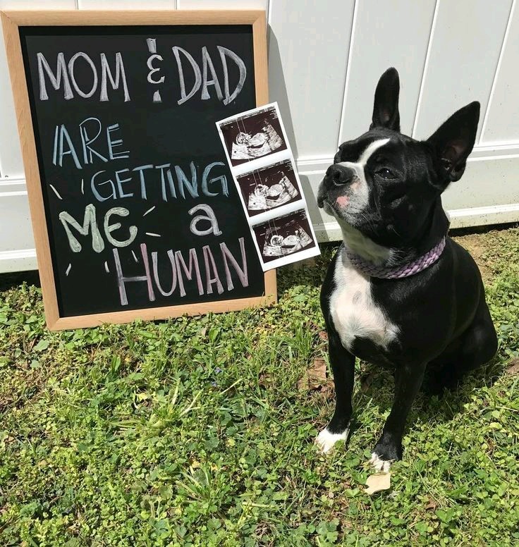 pregnancy announcement ideas with dog